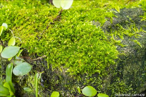 青苔哪裡找|苔蘚植物